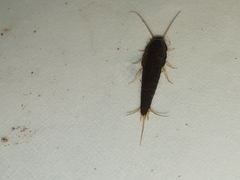 Lepisma