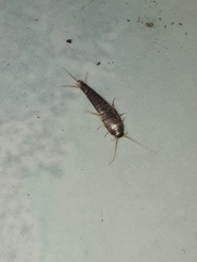 Lepisma