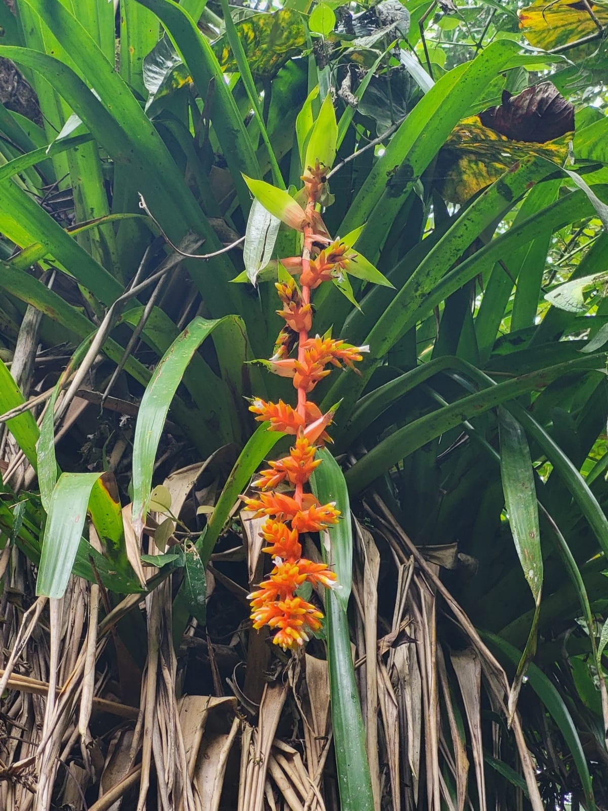 Guzmania × amoena H.Luther