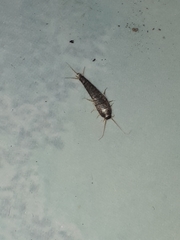 Lepisma