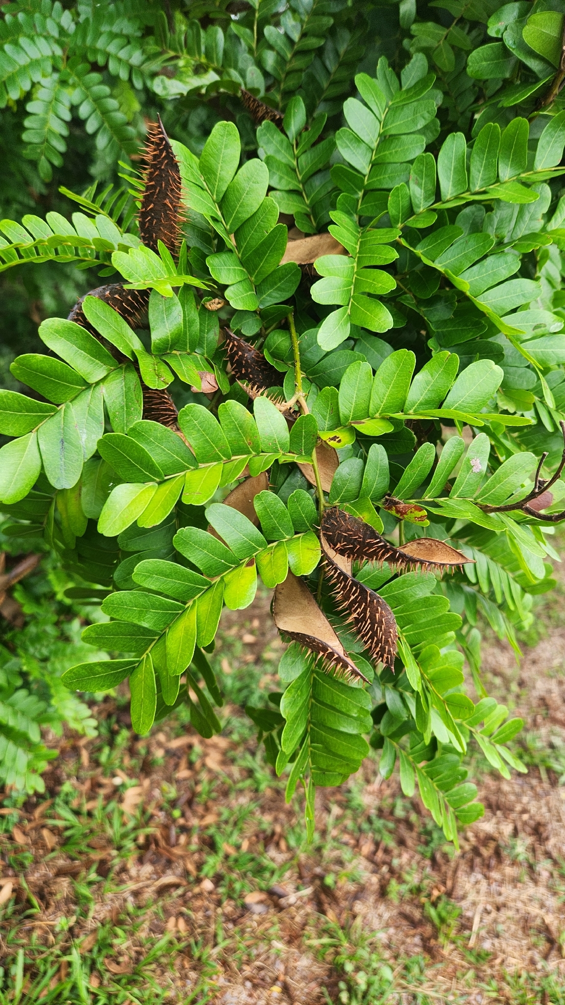 Brazilwood