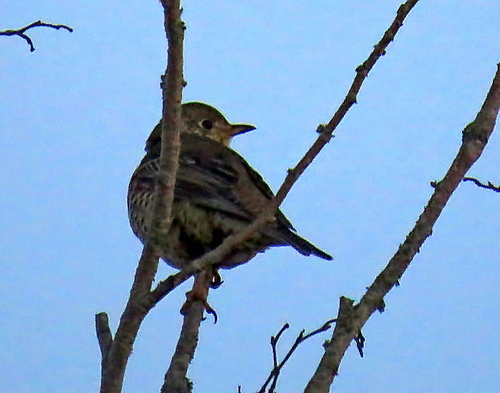 Mistle Thrush (Turdus viscivorus), photo 9