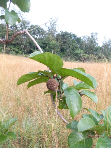 African peach