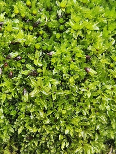 Bent-leaved Beard-moss (Leptodontium flexifolium)