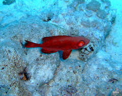 Priacanthus hamrur