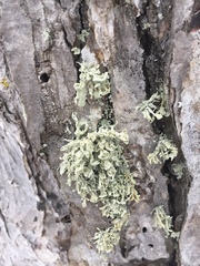 Ramalina obtusata
