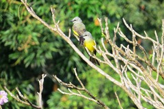 Tyrannus melancholicus