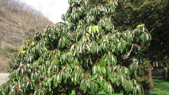 Daphniphyllum macropodum