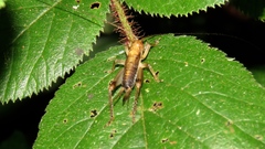 Stenopelmatoidea