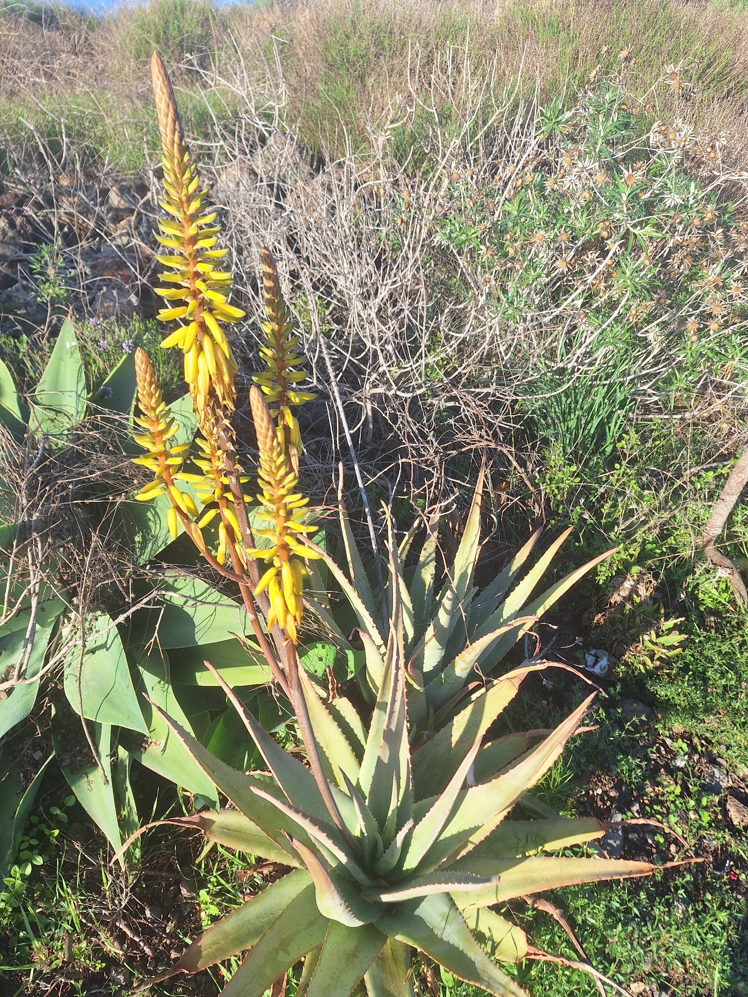 Photo by deepresearch via iNaturalist (Copyright deepresearch)