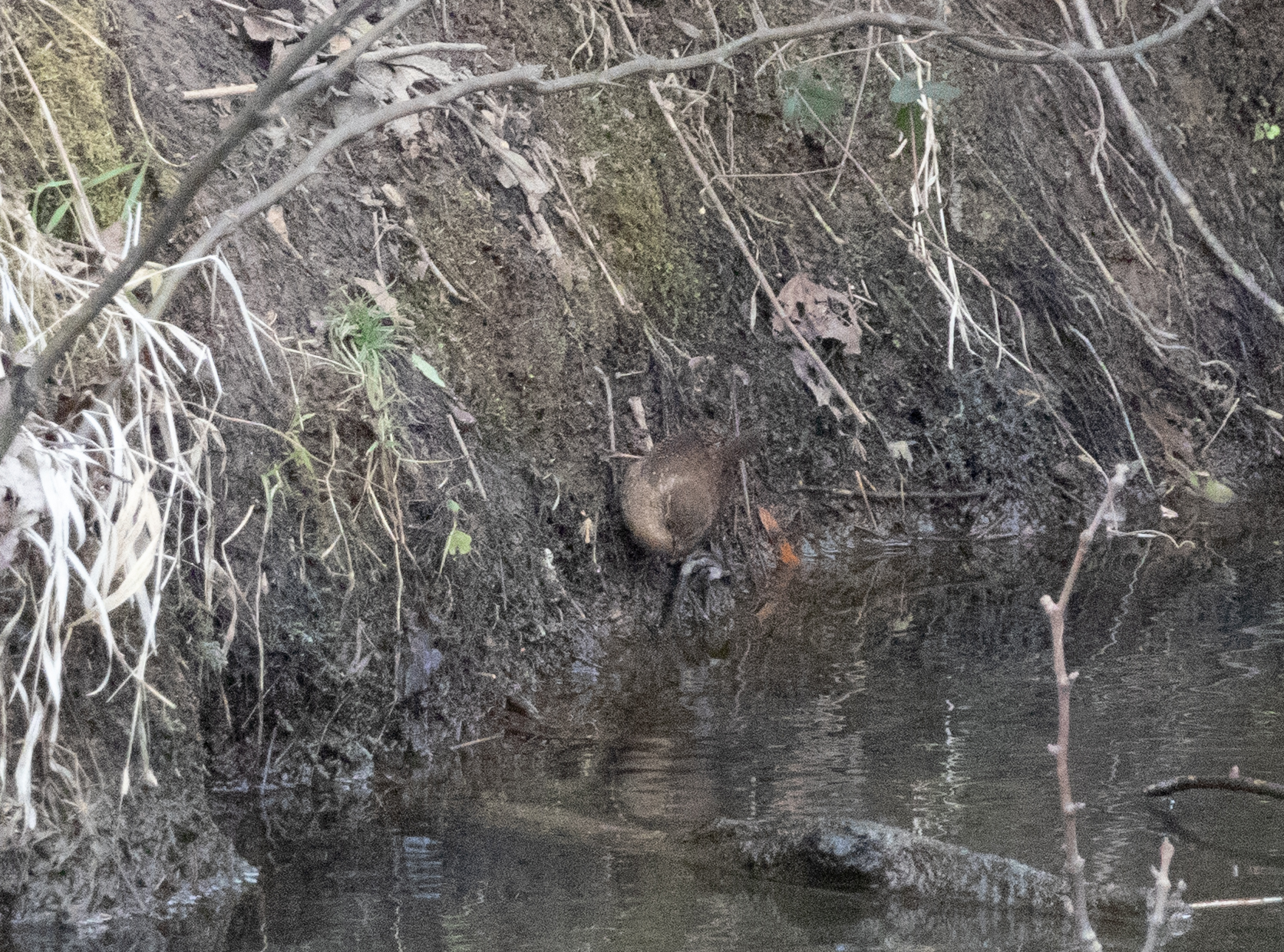 Winter Wren (Troglodytes hiemalis), photo 3