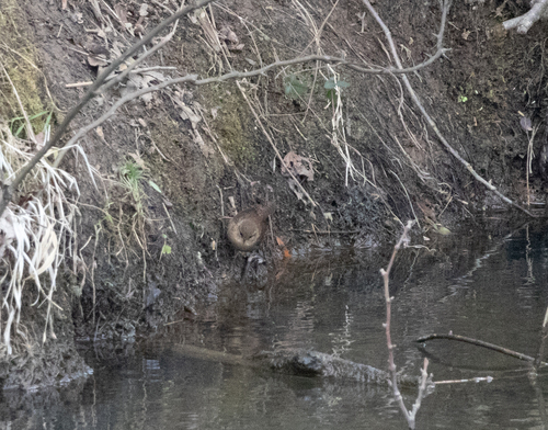 Winter Wren (Troglodytes hiemalis), photo 4