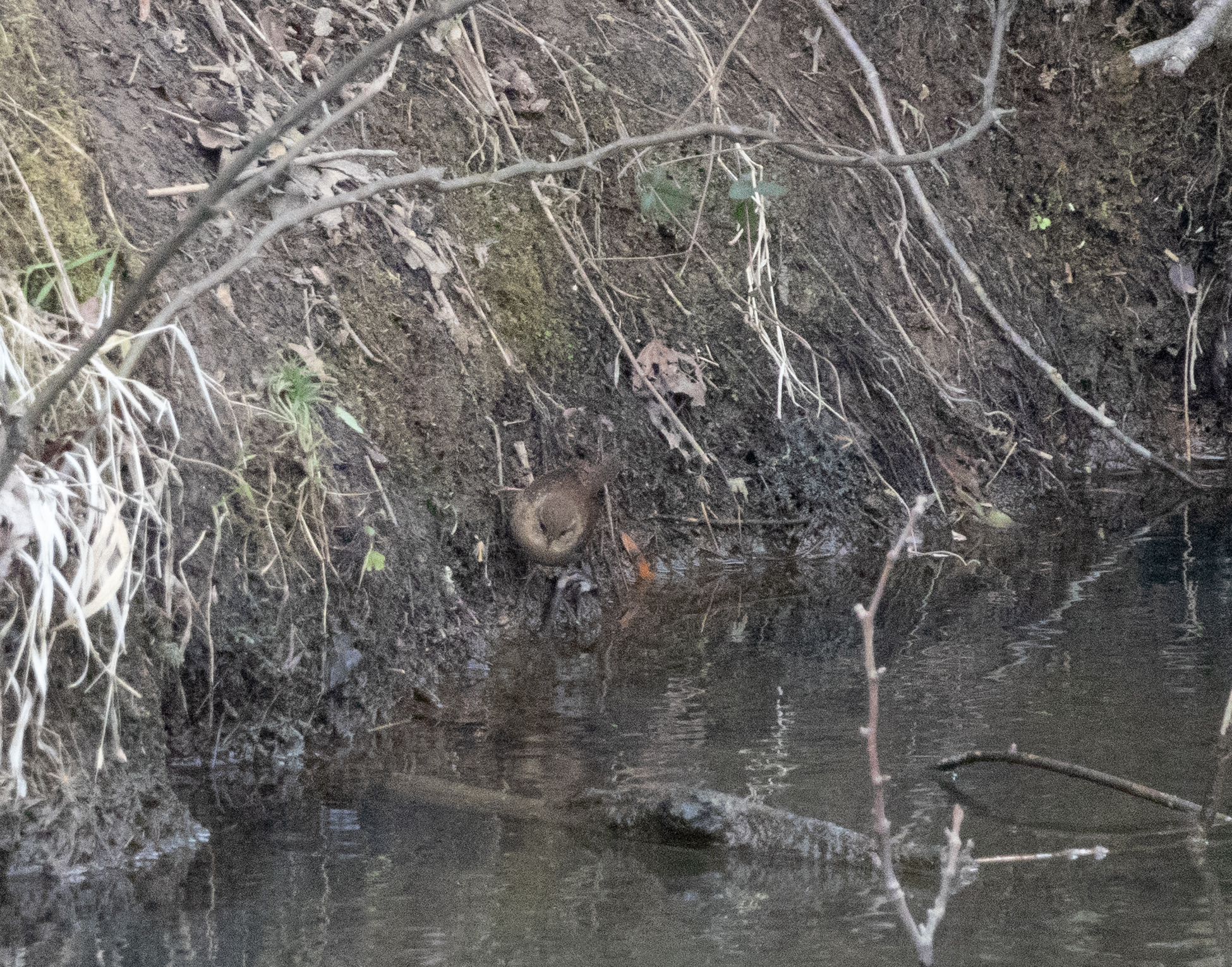 Winter Wren (Troglodytes hiemalis), photo 4