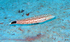Parapercis hexophtalma