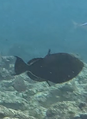 Black durgeon (Melichthys niger) — Balistidae