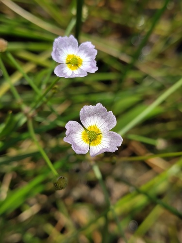 Lesser Water-plantain (Baldellia ranunculoides)