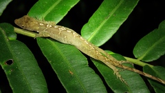 Anolis altae