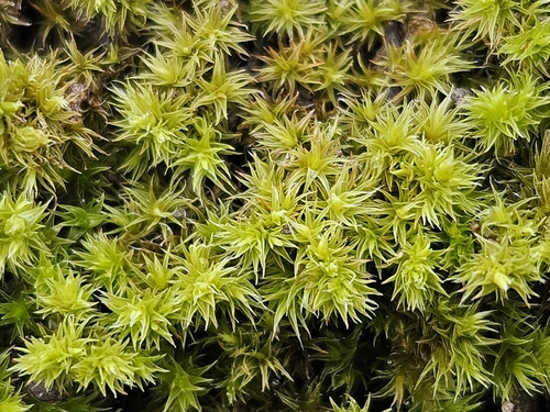 Niphotrichum ericoides observed 2025-12-30