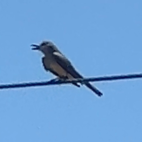 Tropical Kingbird (Tyrannus melancholicus), photo 9