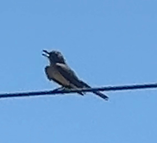 Tropical Kingbird (Tyrannus melancholicus), photo 8