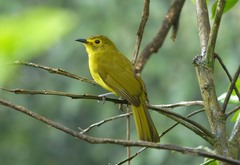 Iole indica