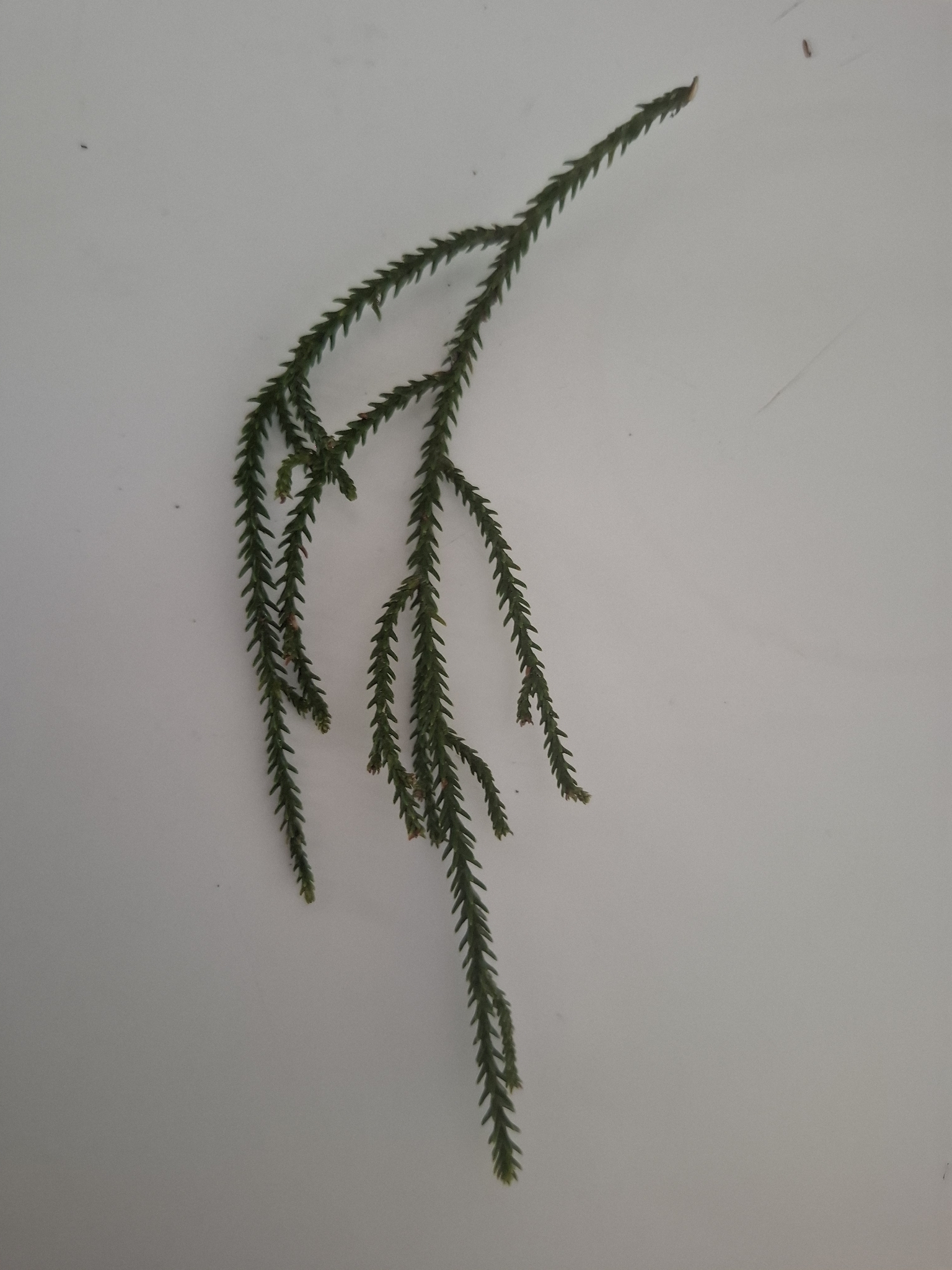 Dacrydium cupressinum