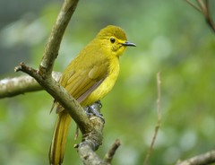 Iole indica