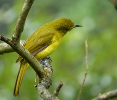 Iole indica