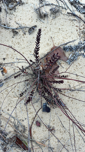 Virginia Beach Pinweed (Lechea maritima)