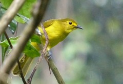 Iole indica