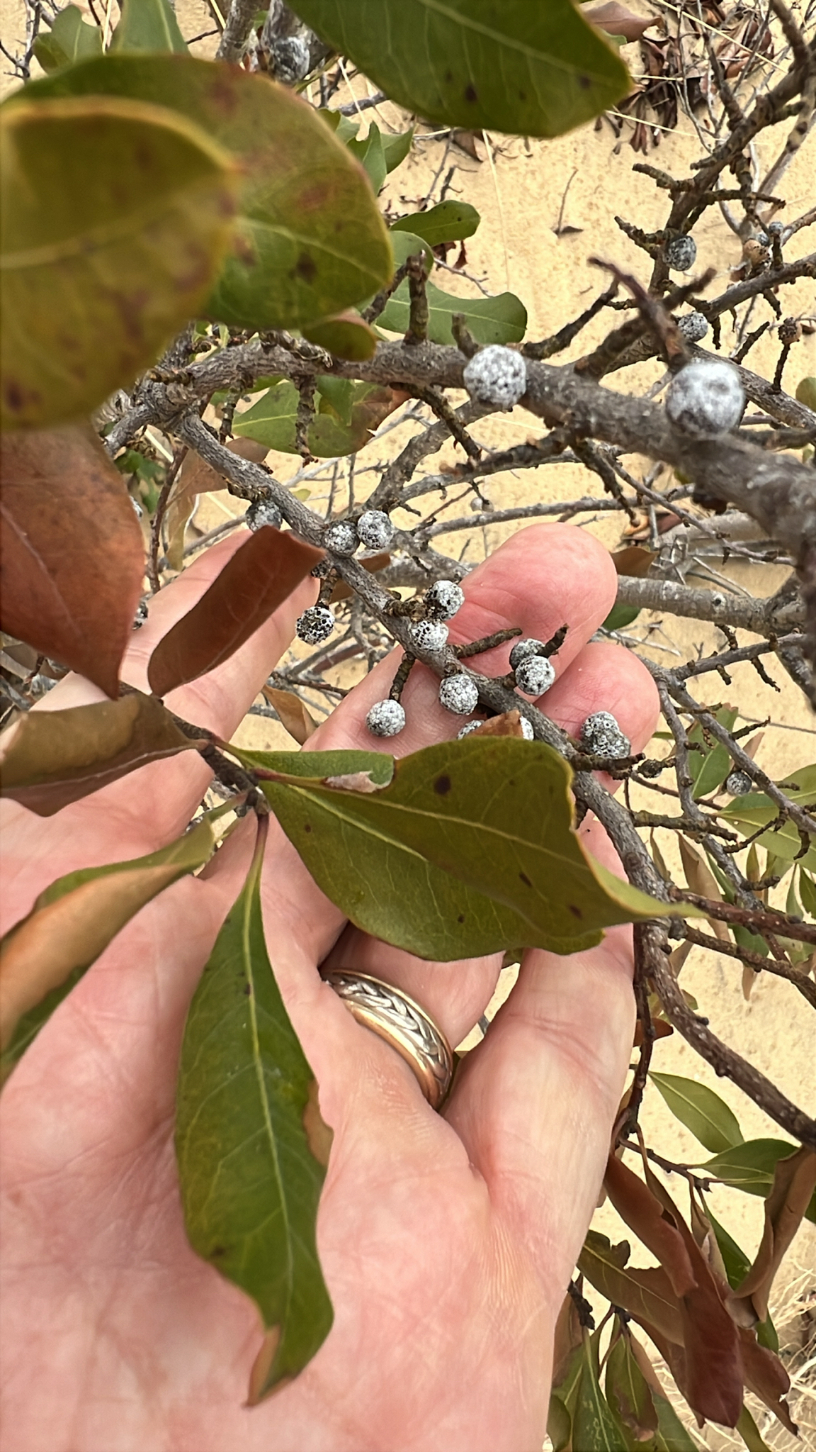Morella pensylvanica