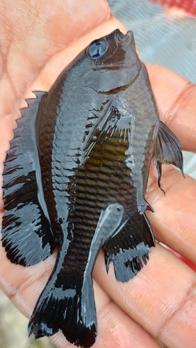 Dusky damselfish (Stegastes fuscus) — Pomacentridae — 3