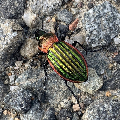 Carabus nitens