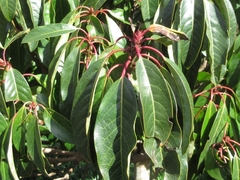 Daphniphyllum macropodum
