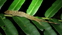 Anolis altae