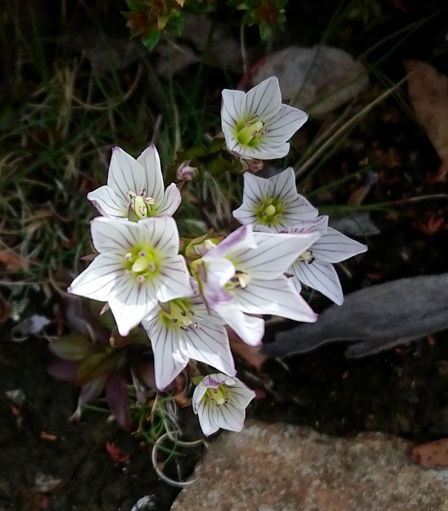Mountain Gentian