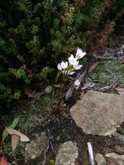 Gentianella diemensis
