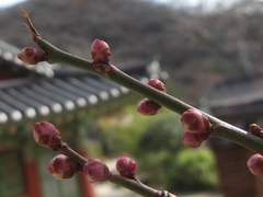 Prunus mume