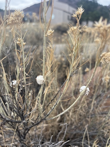 Unknown species found near Roxborough Dr, Littleton, CO, US