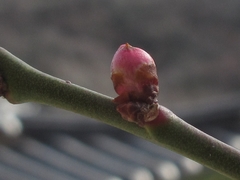 Prunus mume