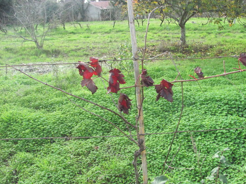 Cluster of grapes
