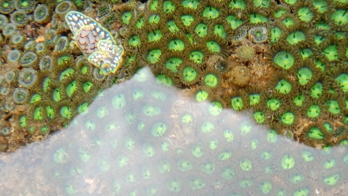 Golden Zoanthid