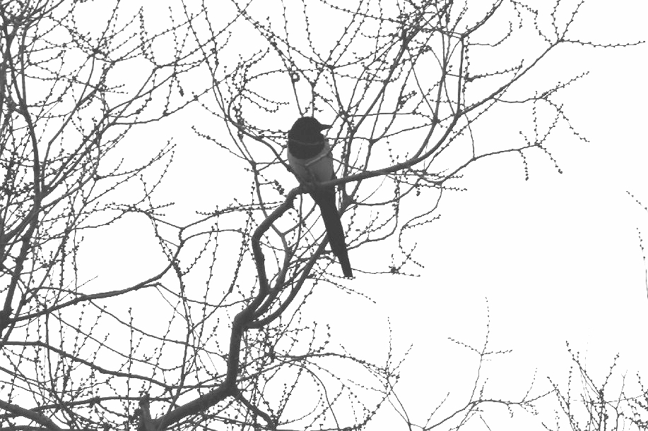 Eurasian Magpie (Pica pica), photo 5