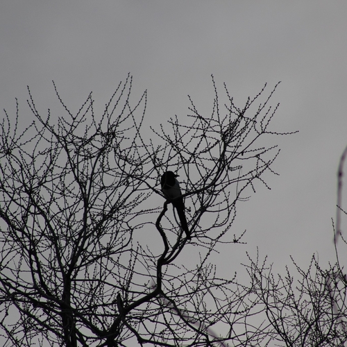 Eurasian Magpie (Pica pica), photo 6