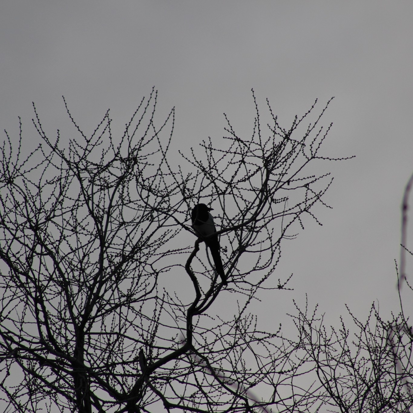 Eurasian Magpie (Pica pica), photo 6