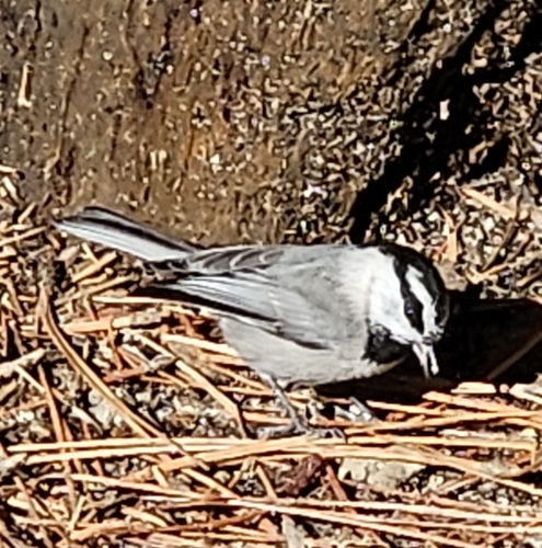 Mountain Chickadee (Poecile gambeli), photo 2