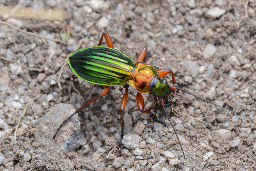 Carabus auronitens Fabricius, 1792