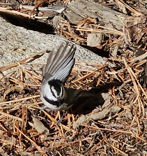Mountain Chickadee (Poecile gambeli), photo 3