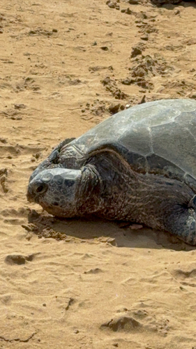 Sea Turtle (Green & Hawksbill)