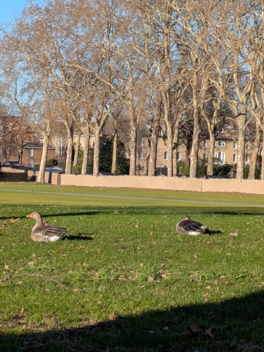 Greylag Goose (Anser anser), photo 5